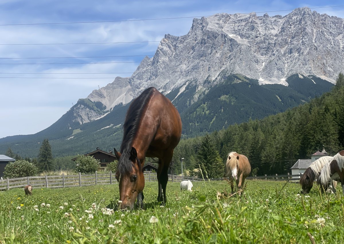 Link zur Dreamtime Ranch